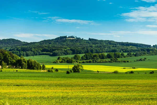 Field with trees and mountain behind Stock Obrázky