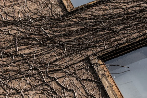 Duvar renkli kuru Ivy ile kahverengi kaplı