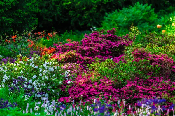 Hermoso fondo de flores de jardín brillantes Imagen de stock