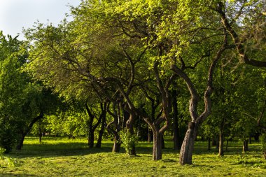 Öğleden sonra park yaprakları yeşil çim ve güneş ışık ile