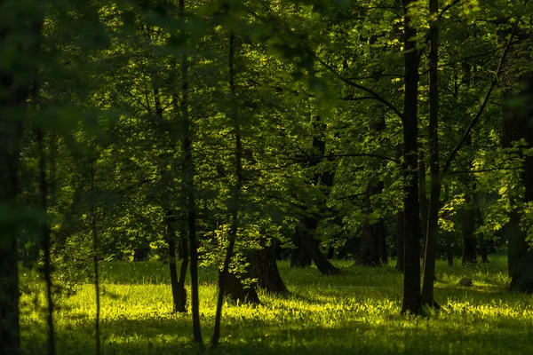 Післяобідній парк з зеленою травою і сонячним світлом через листя Стокове Зображення