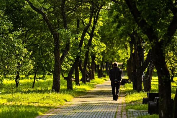 El hombre solitario se va por el camino entre los árboles Imágenes de stock libres de derechos