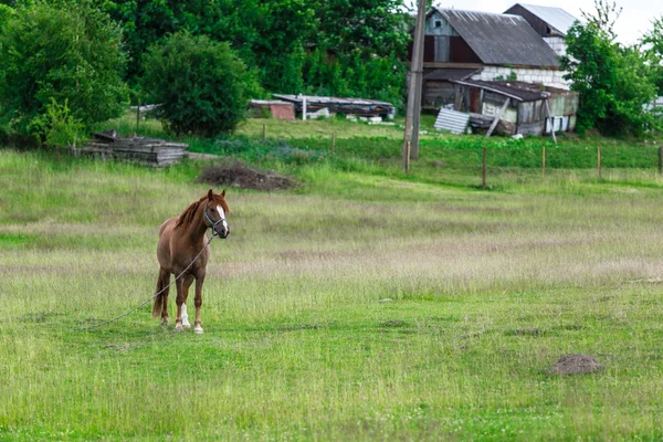 Yakınındaki çiftlikten zinciri ile at