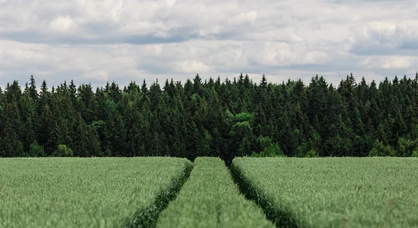 Kırsal manzara. Olgun çavdar alanıyla köy yolunda geçer