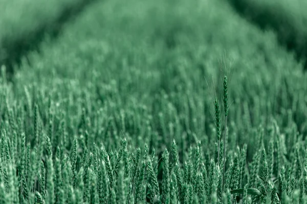 Espigas de trigo verde con bokeh Imágenes de stock libres de derechos