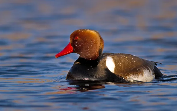 Red crested pochard (Netta rufina) male — Stock Photo, Image