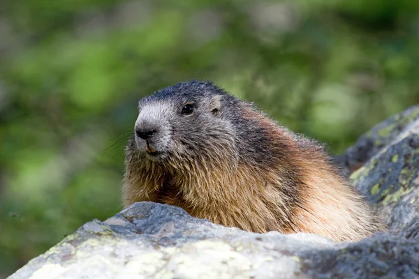 Marmota alpina (Marmota marmota) —  Fotos de Stock