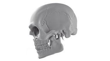 Açık renkli kafatasında