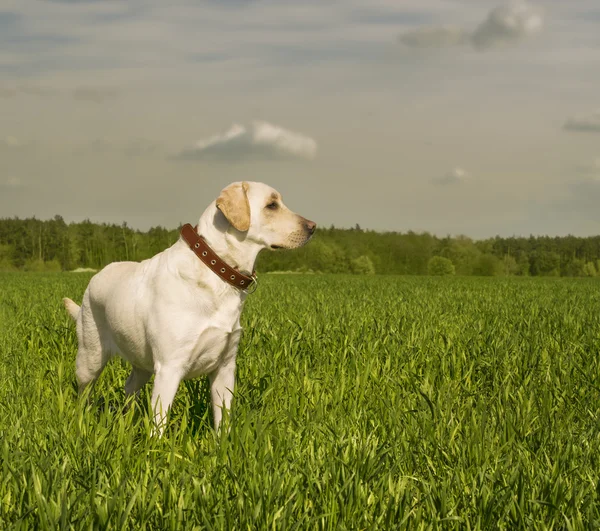 白いラブラドル ・ レトリーバー犬 ロイヤリティフリーのストック画像