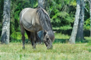 Full length portrait of grazing tarpan horse at green forest background clipart