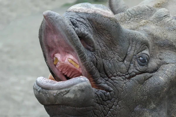 Adult male Indian rhinoceros close-up head with removed single horn opening its mouth baring teeth — Stock Photo, Image