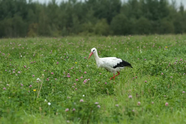 Bocian biały, karmienie na zewnątrz na clover letnia łąka — Zdjęcie stockowe