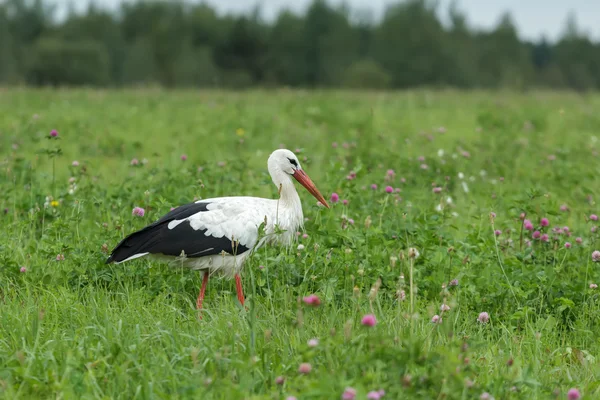 White stork feeding outdoors on clover green meadow — Stock Photo, Image