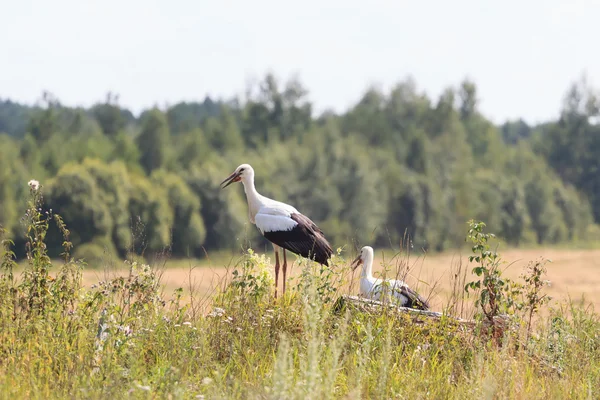 Two young White Storks on forest background — Stock Photo, Image