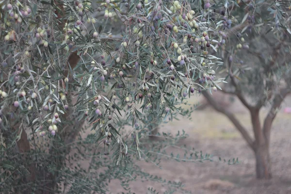 Meyve olgunlaşma ile zeytin ağacı dalları — Stok fotoğraf