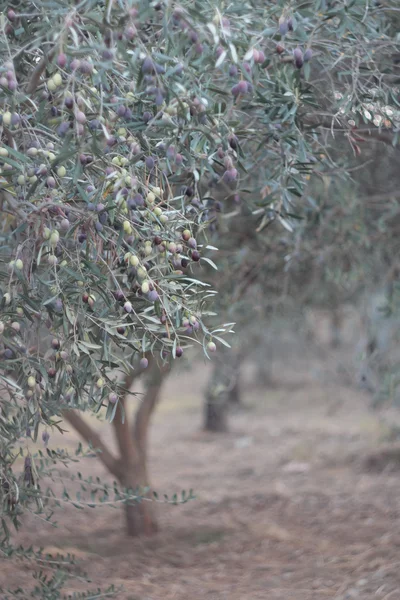 Oliviers à feuilles persistantes avec fruits mûrs — Photo