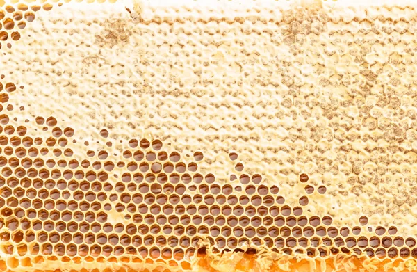 Färska honeycomb texturerat bakgrund — Stockfoto