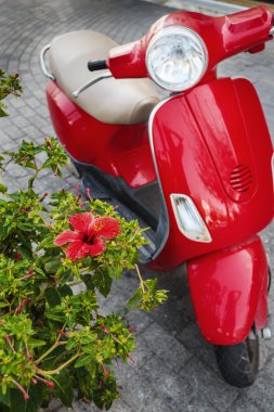Hibiscus çiçek ve skuter Kos Adası