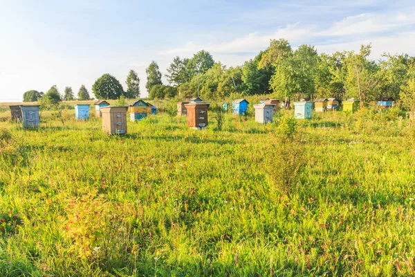 Сельская ферма пасека с разноцветными пчелиными домами — стоковое фото
