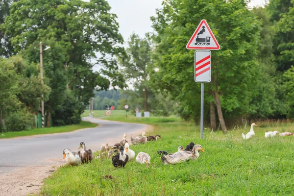 Ankor promenerar i järnväg korsning bakgrund — Stockfoto