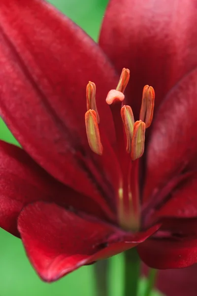 Red lily bright flower macro shot — Stock Photo, Image