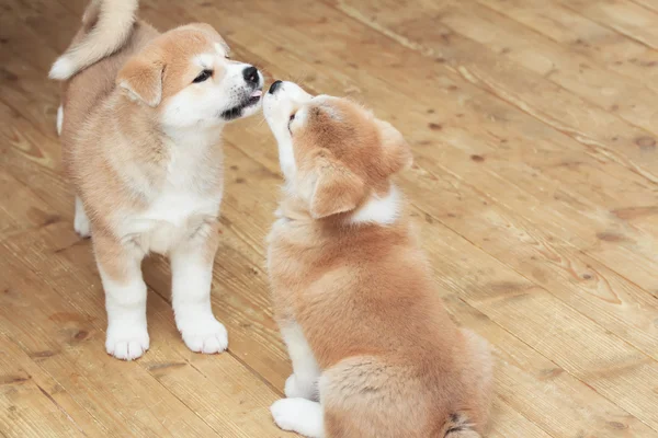 Two Japanese akita-inu puppies kiss — Stock Photo, Image