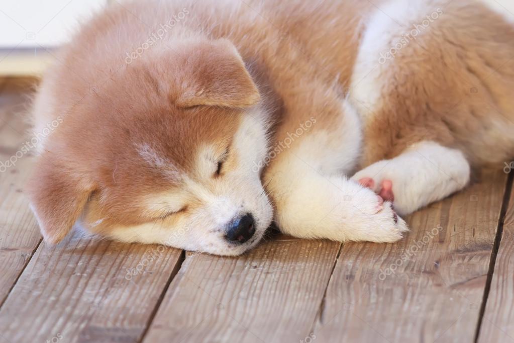 Japanese akita-inu breed sleeping puppy — Stock Photo © newrock555