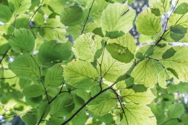 Yeşil yaprakları arka planını Corylus avellana