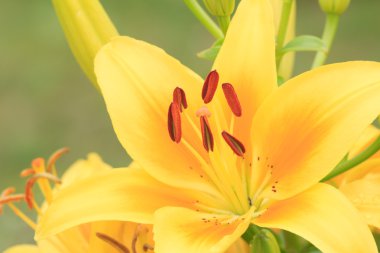 Sarı canlı lily çiçek makro çekim