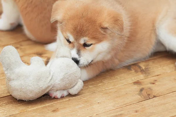 Японский щенок акита-ину играет с игрушечным другом — стоковое фото