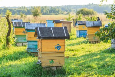 Summer apiary with several hives clipart