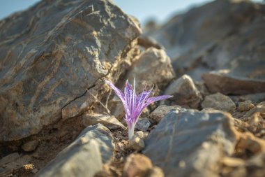 Vahşi Colchicum variegatum sonbahar çiçek