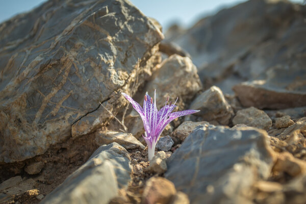 Autumn flower of wild Colchicum variegatum