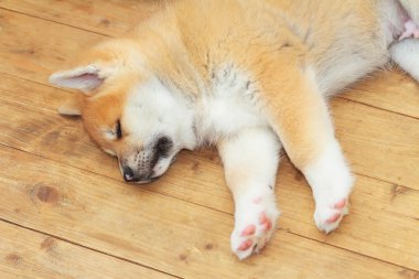 İki aylık Japon akita Inu uyku köpek yavrusu