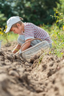 Teenage farmer at root vegetables harvesting clipart