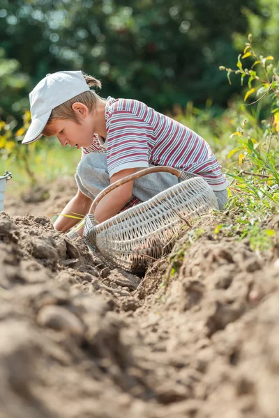 Молодой фермер при уборке корнеплодов — стоковое фото