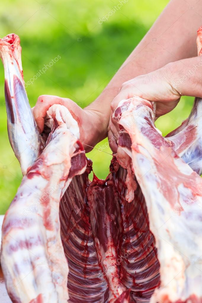 Cutting process of young lamb carcass