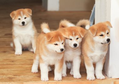 Japon akita Inu dört yavru köpek doğurmak