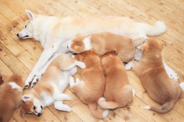 Japon akita Inu doğurmak anne kukla ile