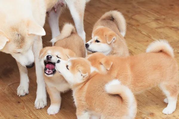 Japanese akita-inu breed dog family — Stock Photo, Image
