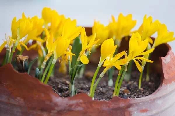 Crochi dorati con fiori aperti in vaso da giardino — Foto Stock