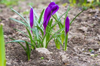 Kapalı çiçekli mor çiğdemler