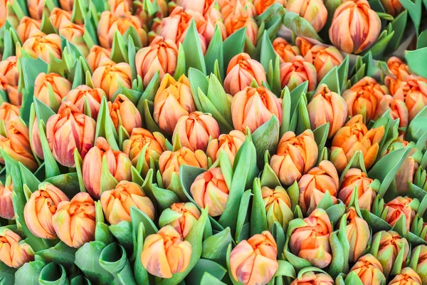 Multicolor fresco tulipas primavera fundo — Fotografia de Stock