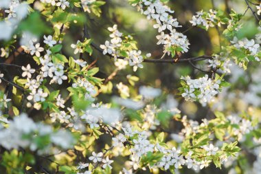 Meyve ağacı bahar bloom arka planda