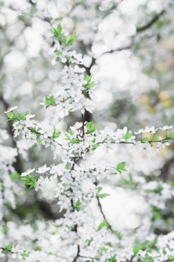Meyve ağacı çiçek bahar narin çiçek