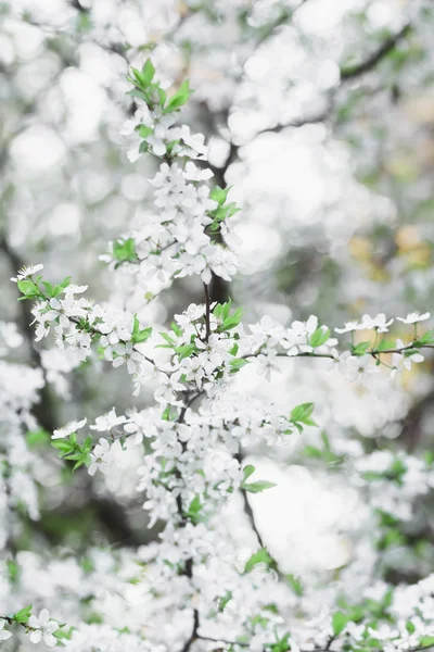 Jarní květiny ovoce stromu v delikátní bloom — Stock fotografie