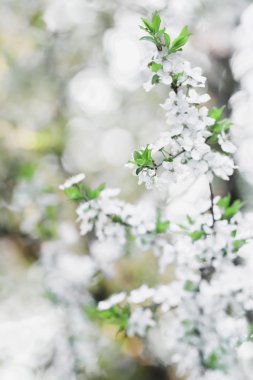 Meyve ağacı bahar çiçekleri arka plan