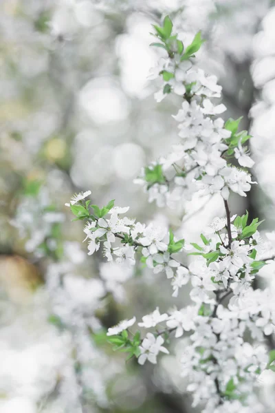 Ovocných stromů jarní květiny v počátku květu — Stock fotografie