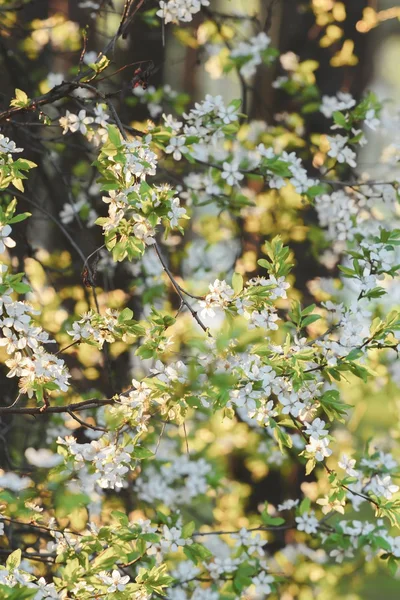 Fruit tree flowers spring background — Stock Photo, Image