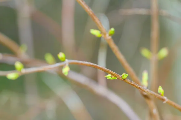 Apertura dei boccioli all'inizio della primavera sui rami degli alberi — Foto Stock